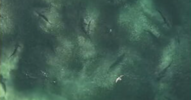 Imagens impressionantes mostram tubarões se alimentando freneticamente na praia de NSW
