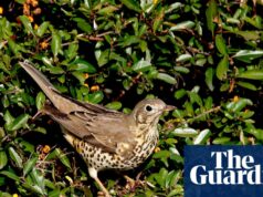 ‘Isso aproxima você do mundo natural’: a ascensão do aplicativo de identificação do canto dos pássaros Merlin 'Isso aproxima você do mundo natural': a ascensão do aplicativo de identificação do canto dos pássaros Merlin