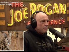 Joe Rogan culpa as políticas liberais por permitir que criaturas ‘monstros’ comam animais domésticos Joe Rogan usando fones de ouvido e um moletom sentado em frente a um letreiro de néon para