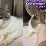 Senior cat with no teeth