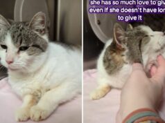 Lágrimas de um gato de 15 anos em um abrigo no Dia de Ação de Graças e agora no Natal Senior cat with no teeth