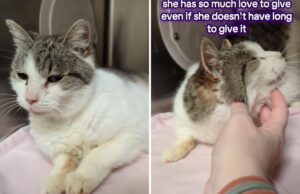 Lágrimas de um gato de 15 anos em um abrigo no Dia de Ação de Graças e agora no Natal Senior cat with no teeth