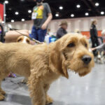 Um Teddy Roosevelt Terrier caminha ao ar livre, 6 de fevereiro de 2024. (American Kennel Club via AP)