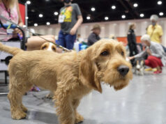 Liberte os cães! E terriers e cachorrinhos. O American Kennel Club adiciona 3 raças. Um Teddy Roosevelt Terrier caminha ao ar livre, 6 de fevereiro de 2024. (American Kennel Club via AP)