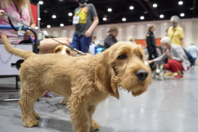 Um Teddy Roosevelt Terrier caminha ao ar livre, 6 de fevereiro de 2024. (American Kennel Club via AP)