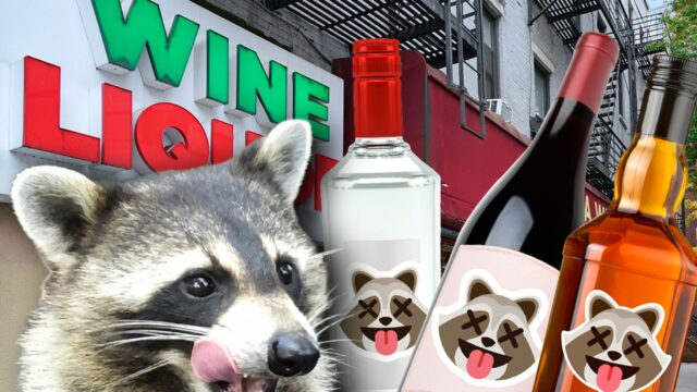 Loja de bebidas viral 'Drunk Raccoon' lança três coquetéis bebidas de licor de guaxinim getty comp 2