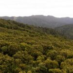 O homem de 80 anos caminhava pela trilha Kauaeranga Kauri, perto do Tâmisa, na Ilha Norte da Nova Zelândia.