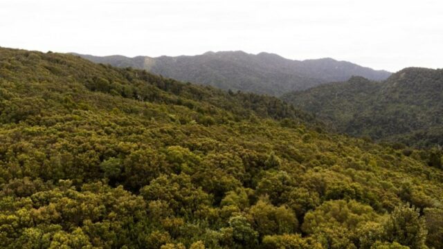 O homem de 80 anos caminhava pela trilha Kauaeranga Kauri, perto do Tâmisa, na Ilha Norte da Nova Zelândia.
