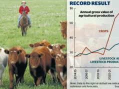 Menos gado para vender, mas os lucros agrícolas disparam à medida que a produção agrícola atinge US$ 100 bilhões Menos gado para vender, mas os lucros agrícolas disparam à medida que a produção agrícola atinge US$ 100 bilhões