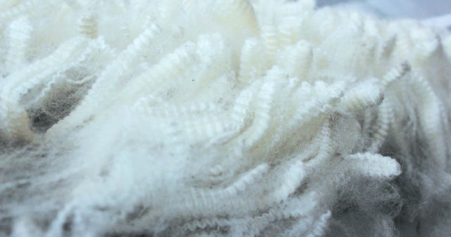 Mercado de lã de WA entra em recesso de três semanas em alta e se despede de 2025
