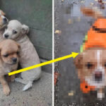 Yahoo lifestyle home