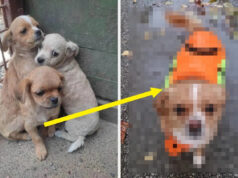 Meu coração estava frio, morto e duro antes de ver esta foto de antes e depois de um filhote resgatado de um abrigo Yahoo lifestyle home