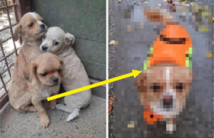 Meu coração estava frio, morto e duro antes de ver esta foto de antes e depois de um filhote resgatado de um abrigo Yahoo lifestyle home