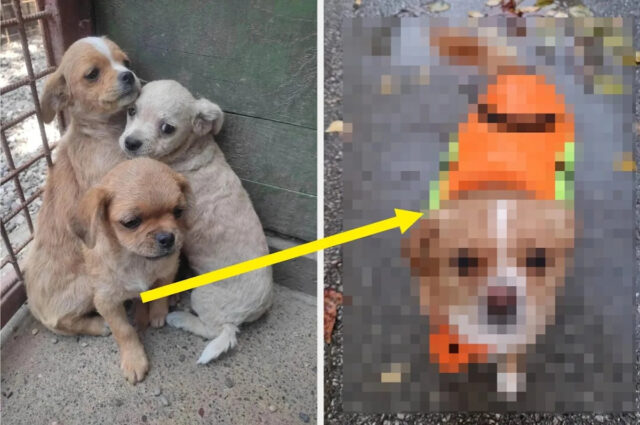 Yahoo lifestyle home