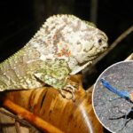 Milhares de novas espécies são descobertas todos os anos – mais rápido do que nunca