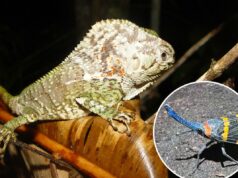 Milhares de novas espécies são descobertas todos os anos – mais rápido do que nunca Milhares de novas espécies são descobertas todos os anos – mais rápido do que nunca