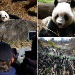 Milhares de pessoas vão ao zoológico de Tóquio para ver os últimos dois pandas no Japão antes de seu retorno à China