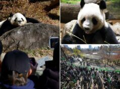 Milhares de pessoas vão ao zoológico de Tóquio para ver os últimos dois pandas no Japão antes de seu retorno à China Milhares de pessoas vão ao zoológico de Tóquio para ver os últimos dois pandas no Japão antes de seu retorno à China
