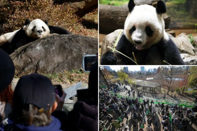 Milhares de pessoas vão ao zoológico de Tóquio para ver Milhares de pessoas vão ao zoológico de Tóquio para ver os últimos dois pandas no Japão antes de seu retorno à China