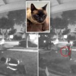 Motorista da Amazon flagrado roubando gato após deixar o pacote cair