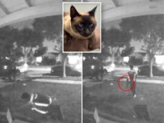 Motorista da Amazon flagrado roubando gato após deixar o pacote cair Motorista da Amazon flagrado roubando gato após deixar o pacote cair