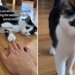 Mulher adota gato de abrigo 'mais triste' - não está pronta para como ele muda quando volta para casa