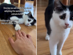 Mulher adota gato de abrigo ‘mais triste’ – não está pronta para como ele muda quando volta para casa Mulher adota gato de abrigo 'mais triste' - não está pronta para como ele muda quando volta para casa