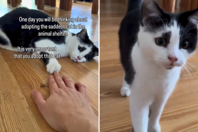 Mulher adota gato de abrigo 'mais triste' - não está pronta para como ele muda quando volta para casa
