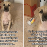 Mulher manda mensagem para dono que cortou rabo de cachorro para tentar disfarçar raça