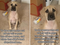 Mulher manda mensagem para dono que cortou rabo de cachorro para tentar disfarçar raça Mulher manda mensagem para dono que cortou rabo de cachorro para tentar disfarçar raça