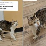 27-year-old cat at vet