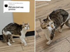 Mulher revela a idade do gato antigo – a Internet não consegue acreditar que ele ainda está vivo 27-year-old cat at vet