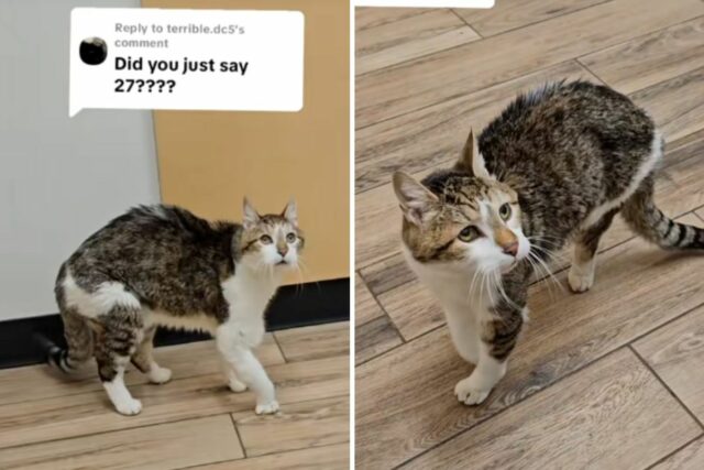 27-year-old cat at vet