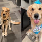 Mulher tenta andar com Golden Retriever – histérica porque ele não está a bordo