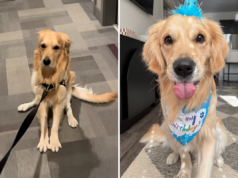 Mulher tenta andar com Golden Retriever – histérica porque ele não está a bordo Mulher tenta andar com Golden Retriever – histérica porque ele não está a bordo