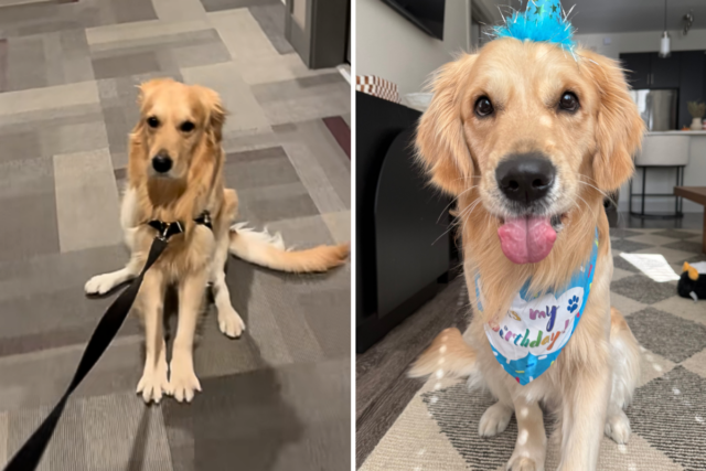 Mulher tenta andar com Golden Retriever – histérica porque ele não está a bordo
