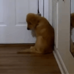 Reese the Golden Retriever puppy at home.