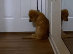 Mulher verifica o cachorrinho na câmera do animal de estimação e percebe que ‘nunca mais poderá sair’ de casa Reese the Golden Retriever puppy at home.