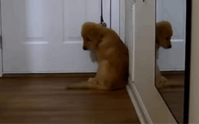 Reese the Golden Retriever puppy at home.