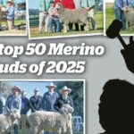 NSW domina quando os 50 melhores garanhões Merino ram da Austrália de 2025 são revelados