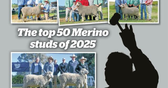 NSW domina quando os 50 melhores garanhões Merino ram da Austrália de 2025 são revelados
