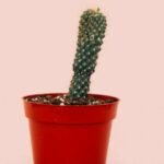 Não ignore a dor e o inchaço nos órgãos íntimos masculinos! Poderia ser.....