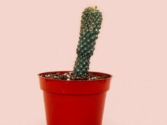 Não ignore a dor e o inchaço nos órgãos íntimos masculinos! Poderia ser….. Não ignore a dor e o inchaço nos órgãos íntimos masculinos! Poderia ser.....