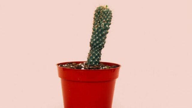 Não ignore a dor e o inchaço nos órgãos íntimos masculinos! Poderia ser.....
