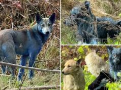 Nova teoria sobre os cães azuis de Chernobyl é nojenta e surpreendentemente mundana Nova teoria sobre os cães azuis de Chernobyl é nojenta e surpreendentemente mundana