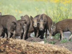 Novas restrições impostas à caça e criação de javalis “incrivelmente destrutivos” em Alberta Ícone de conversão de texto em fala