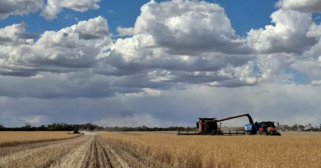 Novo benchmark de colheita definido enquanto produtores de WA entregam safra recorde
