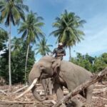 O Regente Tamiang de Aceh pede ao Ministro das Florestas uma proteção legal em relação às toras: Não seja chamado de APH!