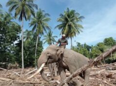 O Regente Tamiang de Aceh pede ao Ministro das Florestas uma proteção legal em relação às toras: Não seja chamado de APH! O Regente Tamiang de Aceh pede ao Ministro das Florestas uma proteção legal em relação às toras: Não seja chamado de APH!