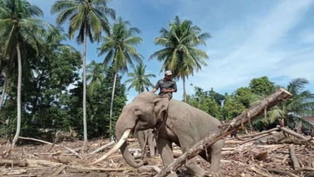 O Regente Tamiang de Aceh pede ao Ministro das Florestas uma proteção legal em relação às toras: Não seja chamado de APH!
